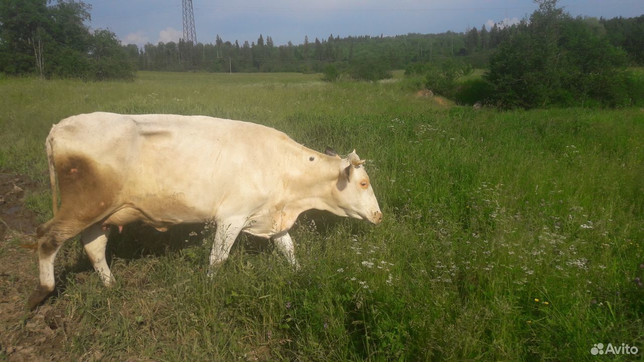 Корова голштинской породы 2.5 года купить на Зозу.ру - фотография № 1