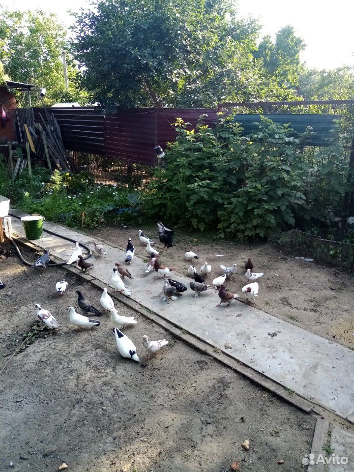 Бойные бакинские голуби купить на Зозу.ру - фотография № 3