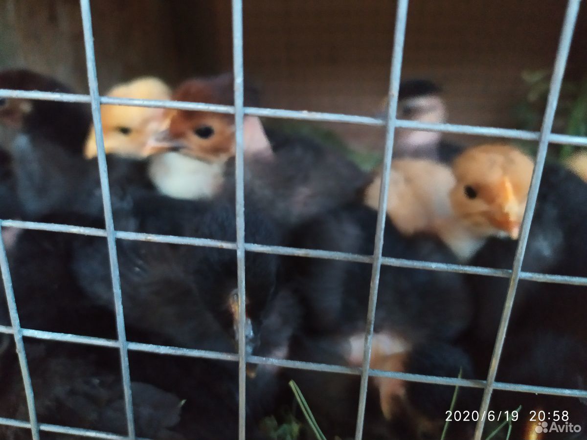Цыплята голошейки купить на Зозу.ру - фотография № 3