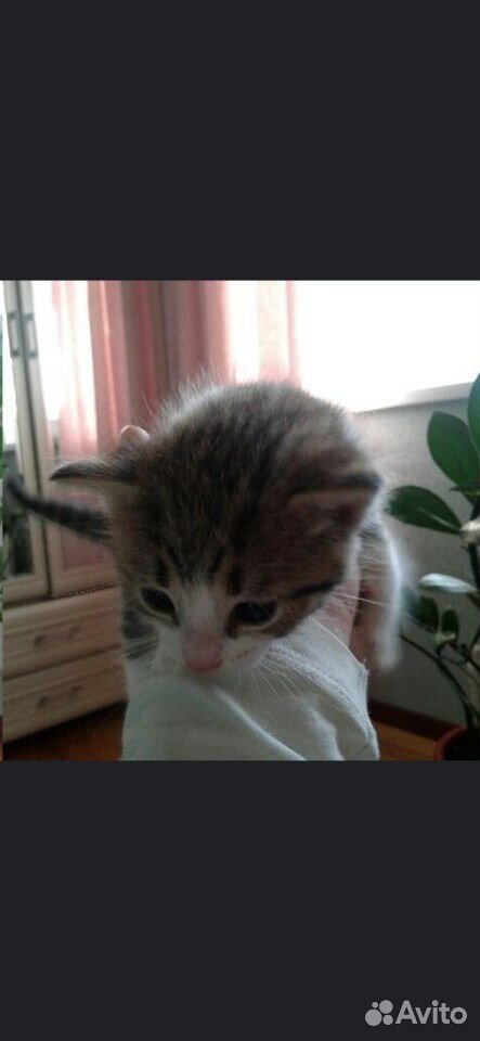 Кошка котята кошки купить на Зозу.ру - фотография № 6