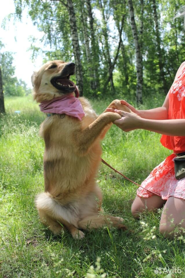 Умная собака Лиза в дар купить на Зозу.ру - фотография № 1