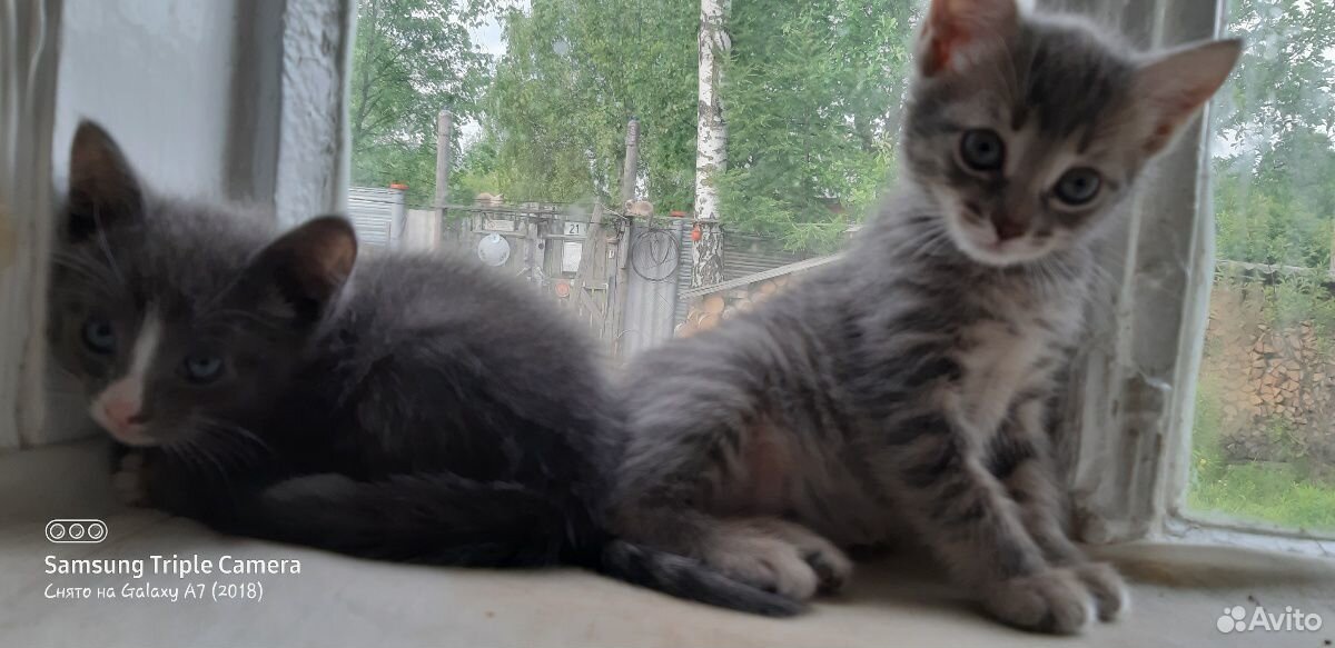 Кошечки 1,5 месяца купить на Зозу.ру - фотография № 1