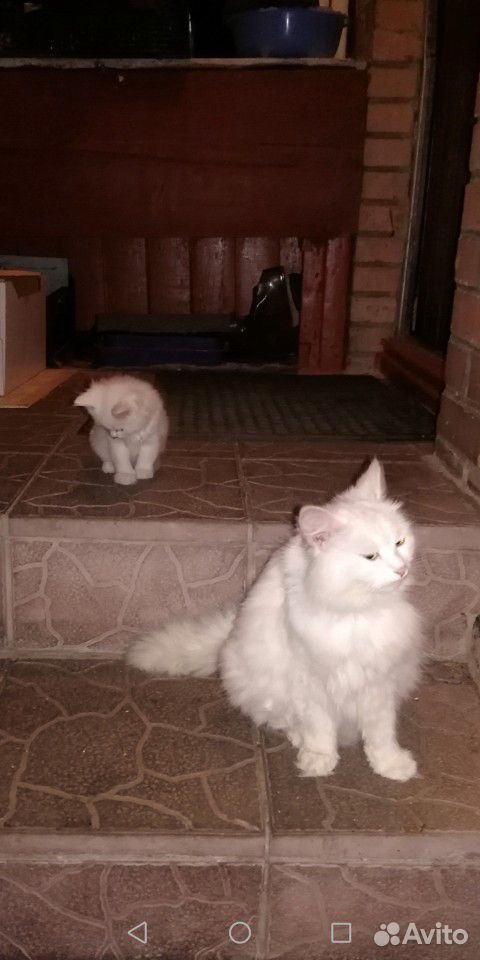 Белые кошечки купить на Зозу.ру - фотография № 3