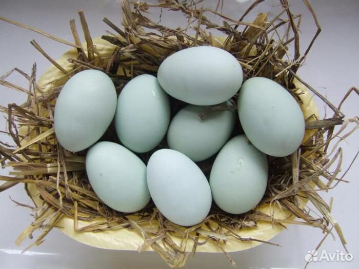Инкубационное яйцо Лекбар кремовый купить на Зозу.ру - фотография № 1