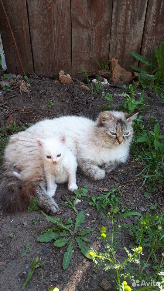 Котенок и Кошка в добрые руки купить на Зозу.ру - фотография № 1