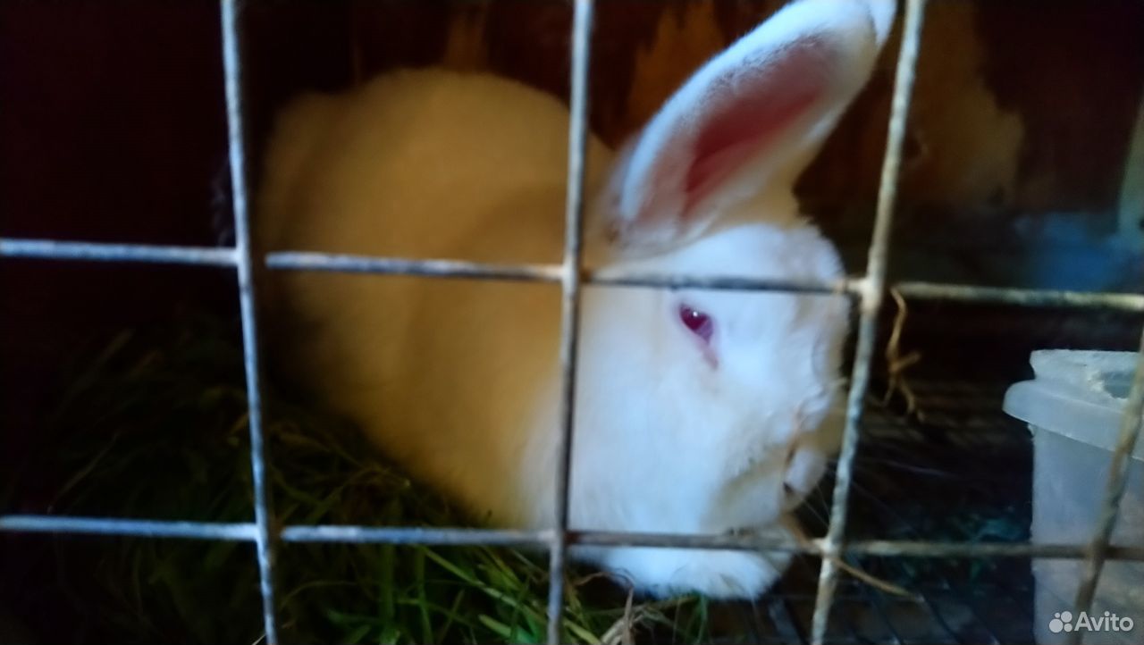 Продажа живых кроликов купить на Зозу.ру - фотография № 2