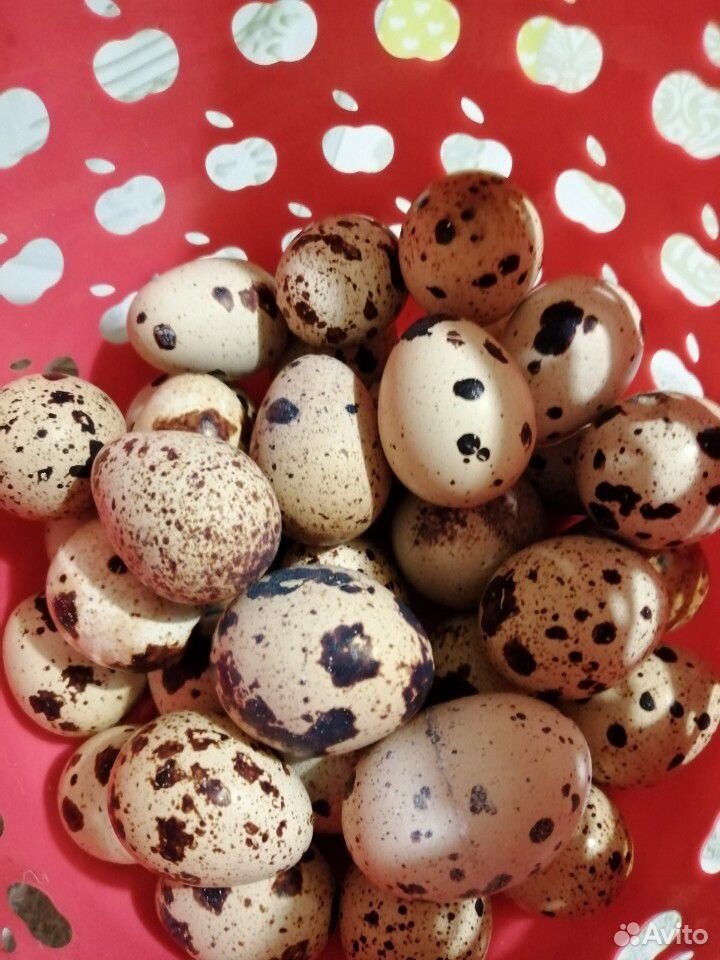 Яйцо перепелиные купить на Зозу.ру - фотография № 1