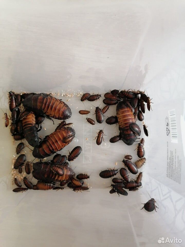 Мадагаскарские Гигантские Шипящие тараканы купить на Зозу.ру - фотография № 3