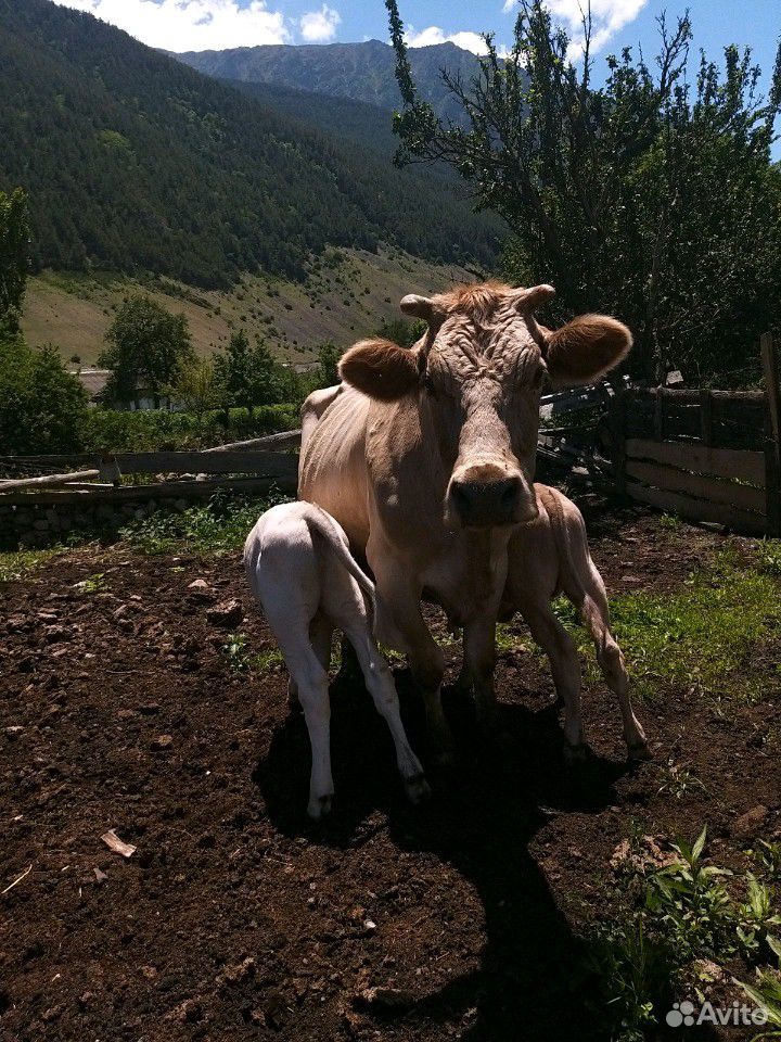 Корова и телята(бычки) купить на Зозу.ру - фотография № 4