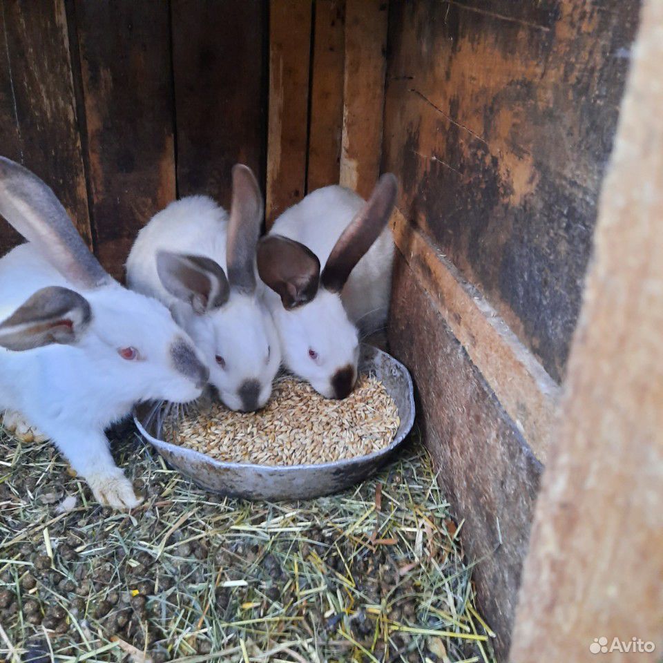 Продам кроликов разных пород купить на Зозу.ру - фотография № 1