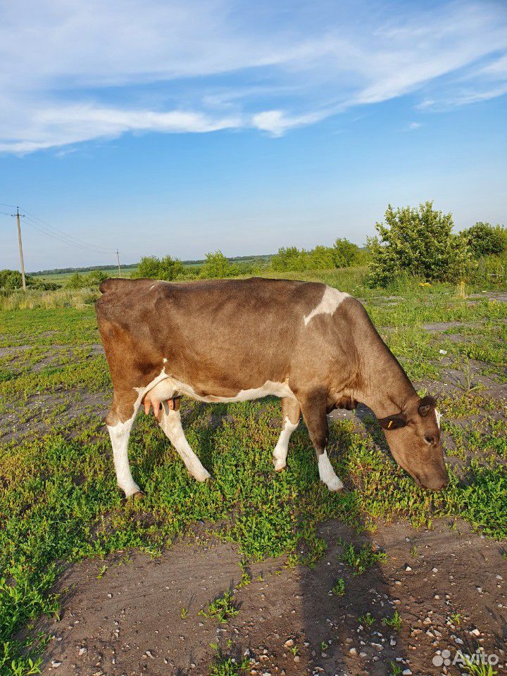 Коровы и телки купить на Зозу.ру - фотография № 2