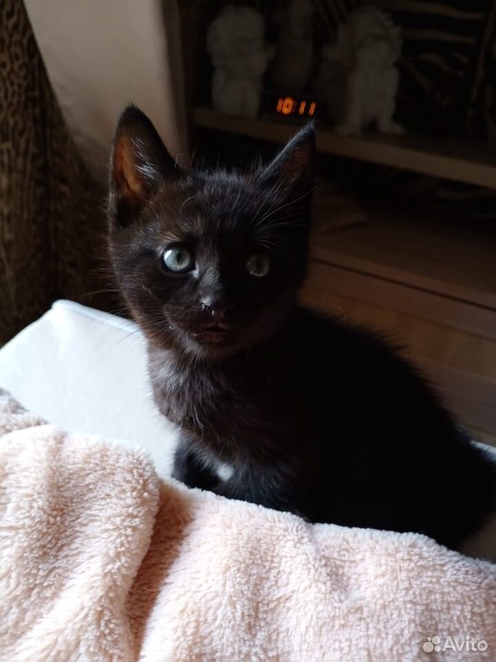 Чёрный котенок купить на Зозу.ру - фотография № 2