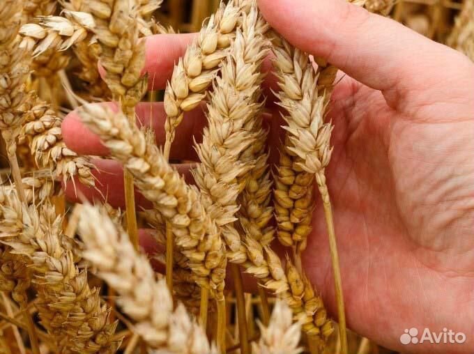 Пшеница 40 кг, 35 кг, 20 кг, 3 кг купить на Зозу.ру - фотография № 1