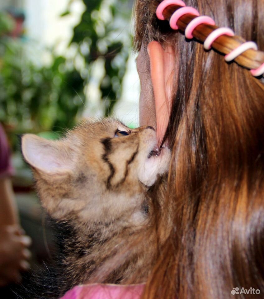 Очаровательный котенок ищет своего человека купить на Зозу.ру - фотография № 4