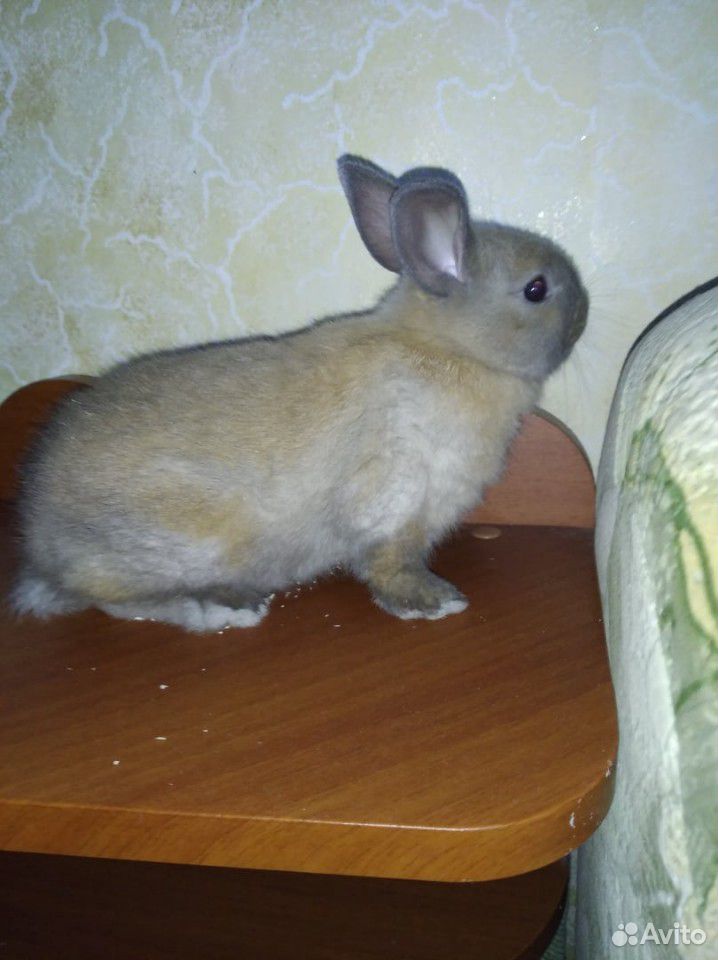 Декоративный кролик купить на Зозу.ру - фотография № 1