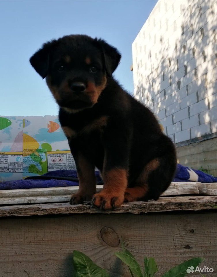 Чистокровный щенок ротвейлера купить на Зозу.ру - фотография № 6