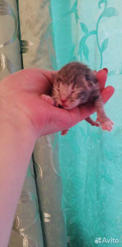 Котята в добрые руки отдам через 2-3месяца родилис купить на Зозу.ру - фотография № 9
