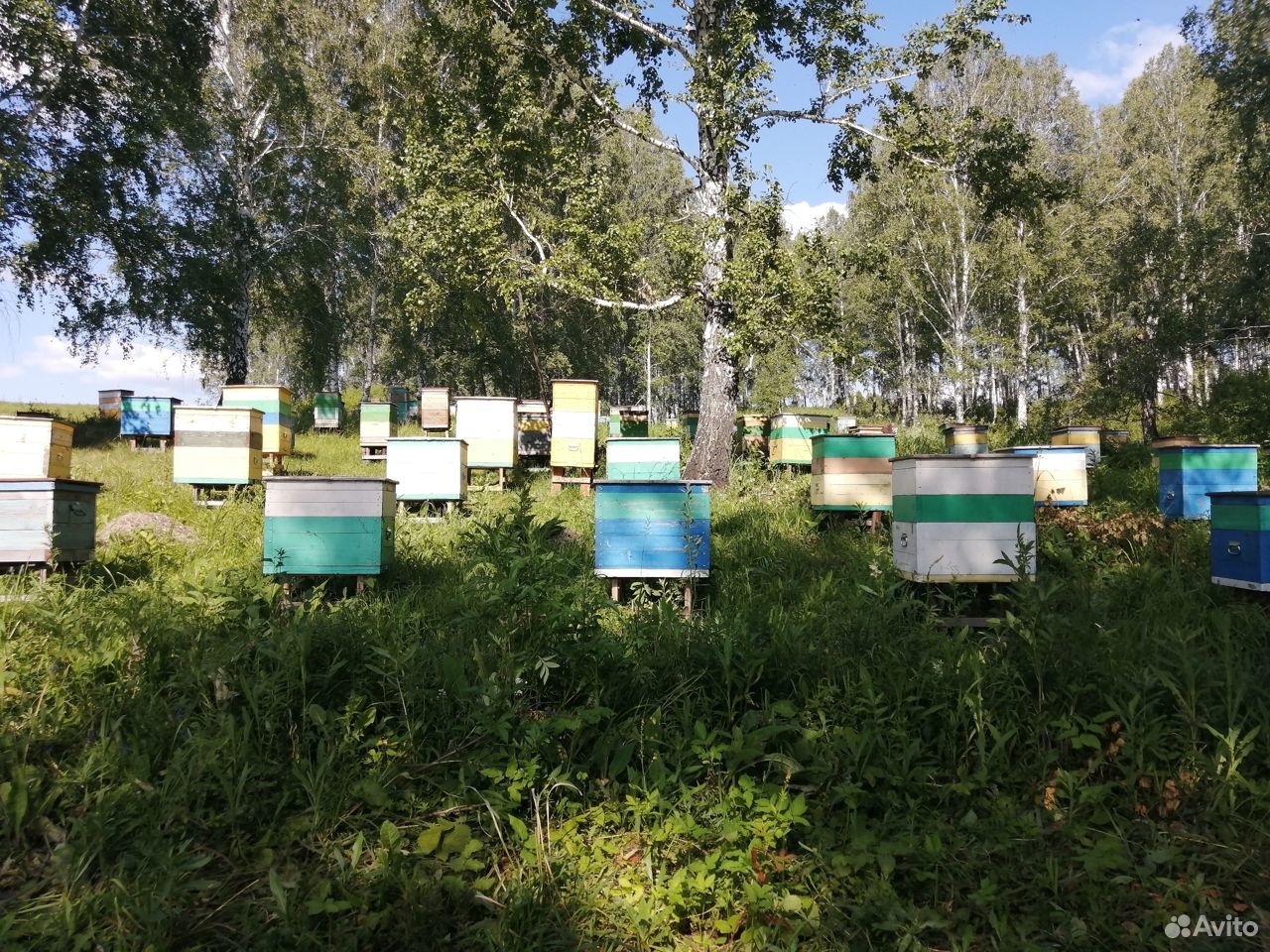 Карпатские чистопородные пчелосемьи купить на Зозу.ру - фотография № 5