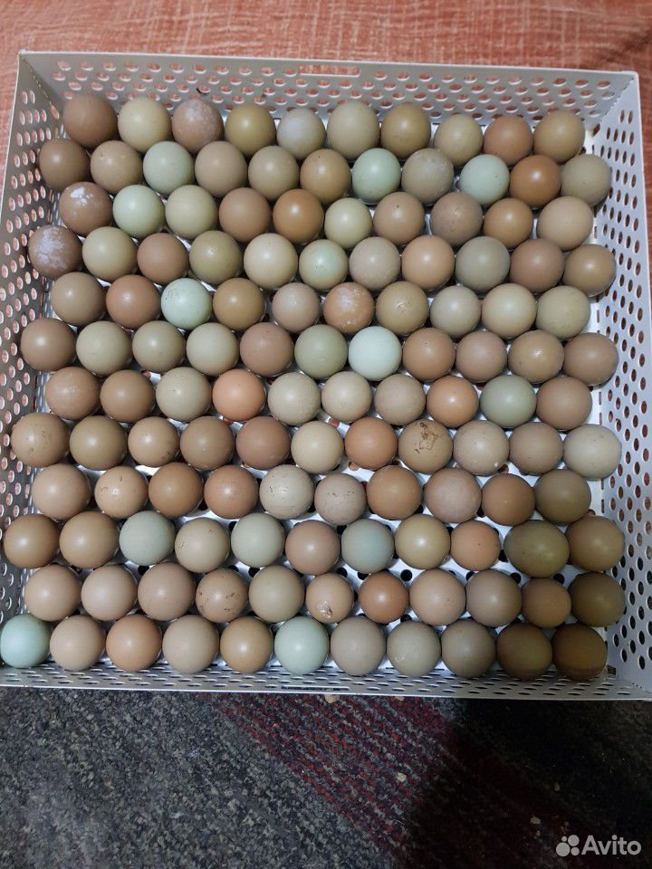 Инкубационное яйцо фазана купить на Зозу.ру - фотография № 8