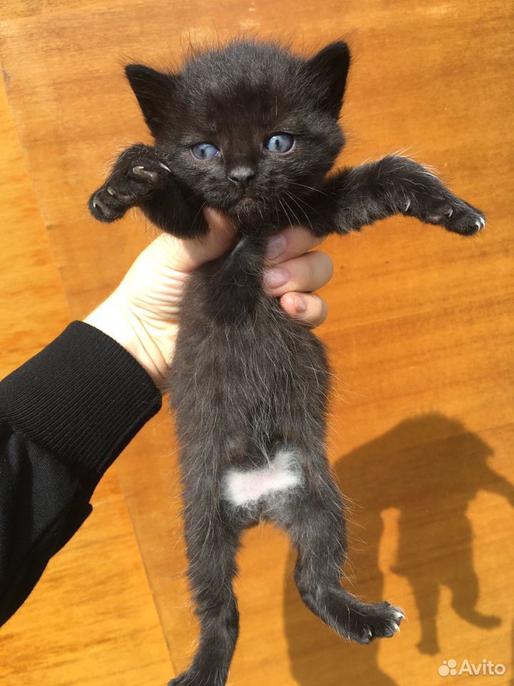 Котёнок чёрный счастливый купить на Зозу.ру - фотография № 5