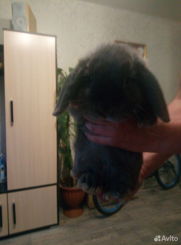 Кролик веслоухий барашик голубого цвета, красавец купить на Зозу.ру - фотография № 2