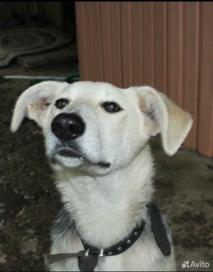 Собака 6 месяце купить на Зозу.ру - фотография № 1