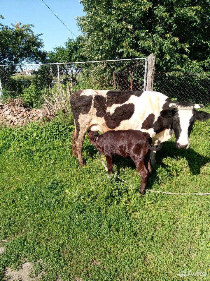 Корова с теленком и бычек купить на Зозу.ру - фотография № 1