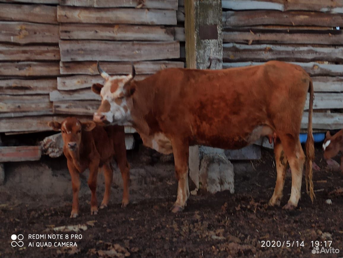 Коровы, телки купить на Зозу.ру - фотография № 4