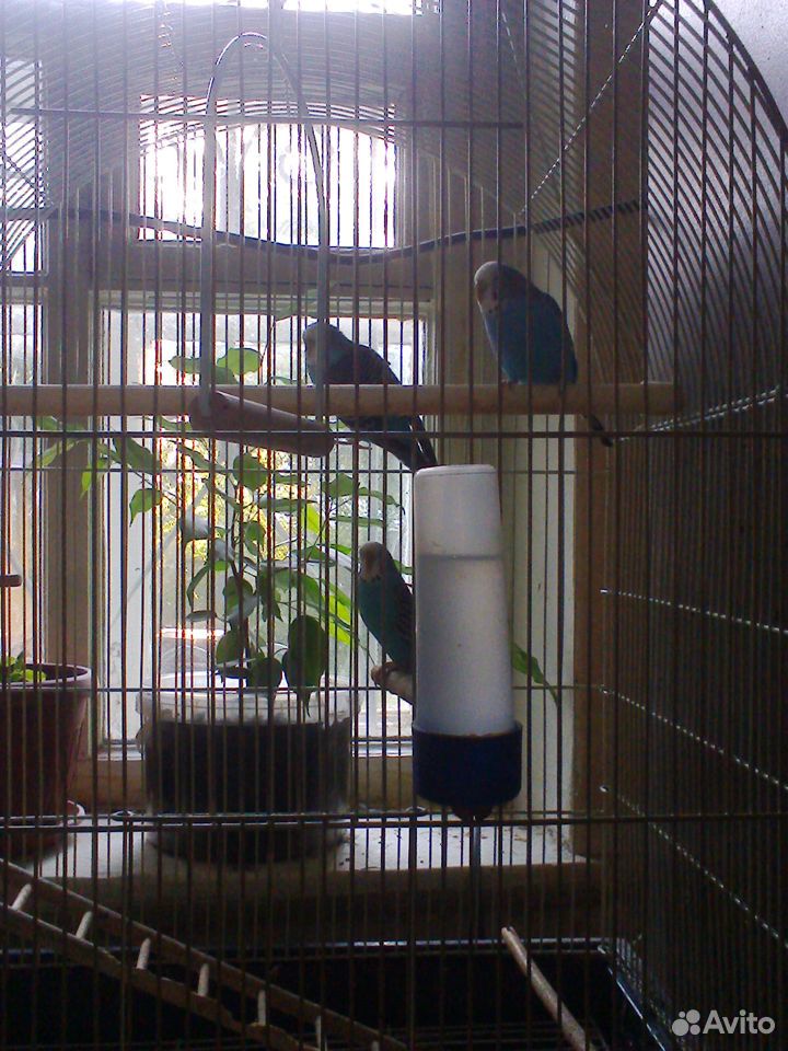 Волнистые попугаи-голубые с клеткой купить на Зозу.ру - фотография № 2