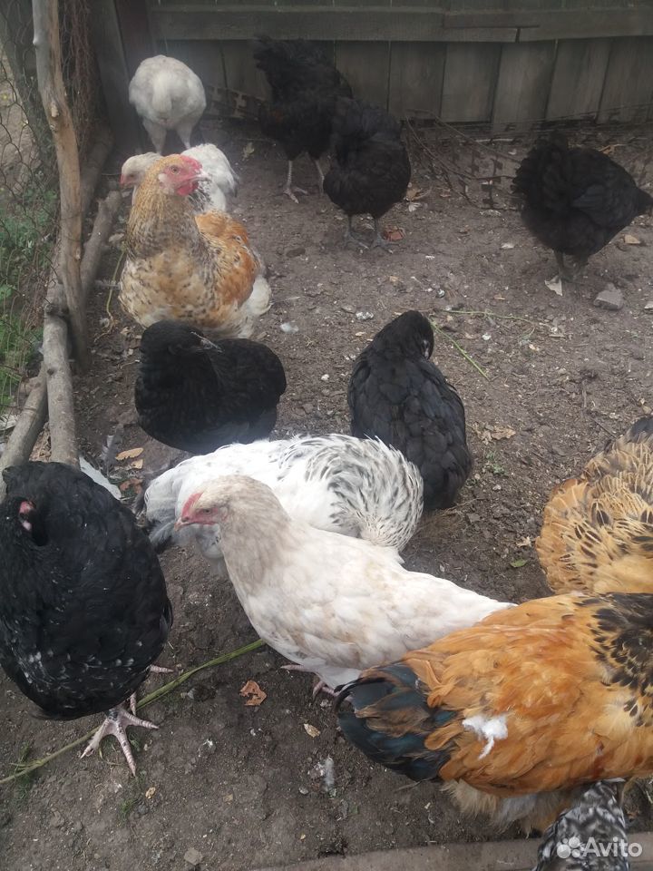 Продам цыплят от кур несушек купить на Зозу.ру - фотография № 3