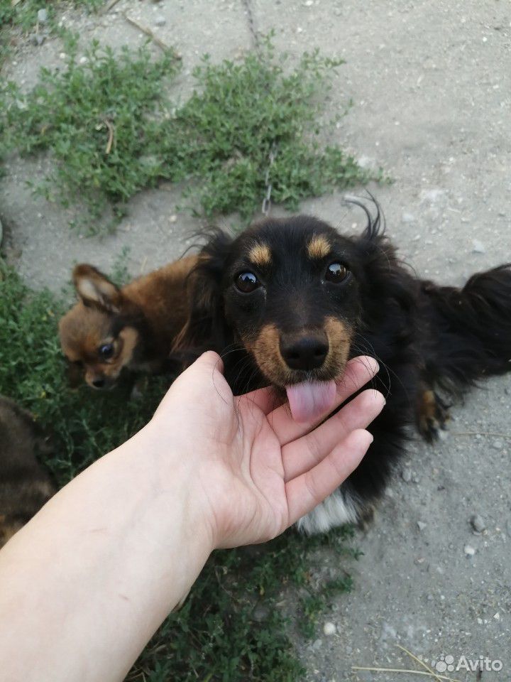 Собачка в дар купить на Зозу.ру - фотография № 3