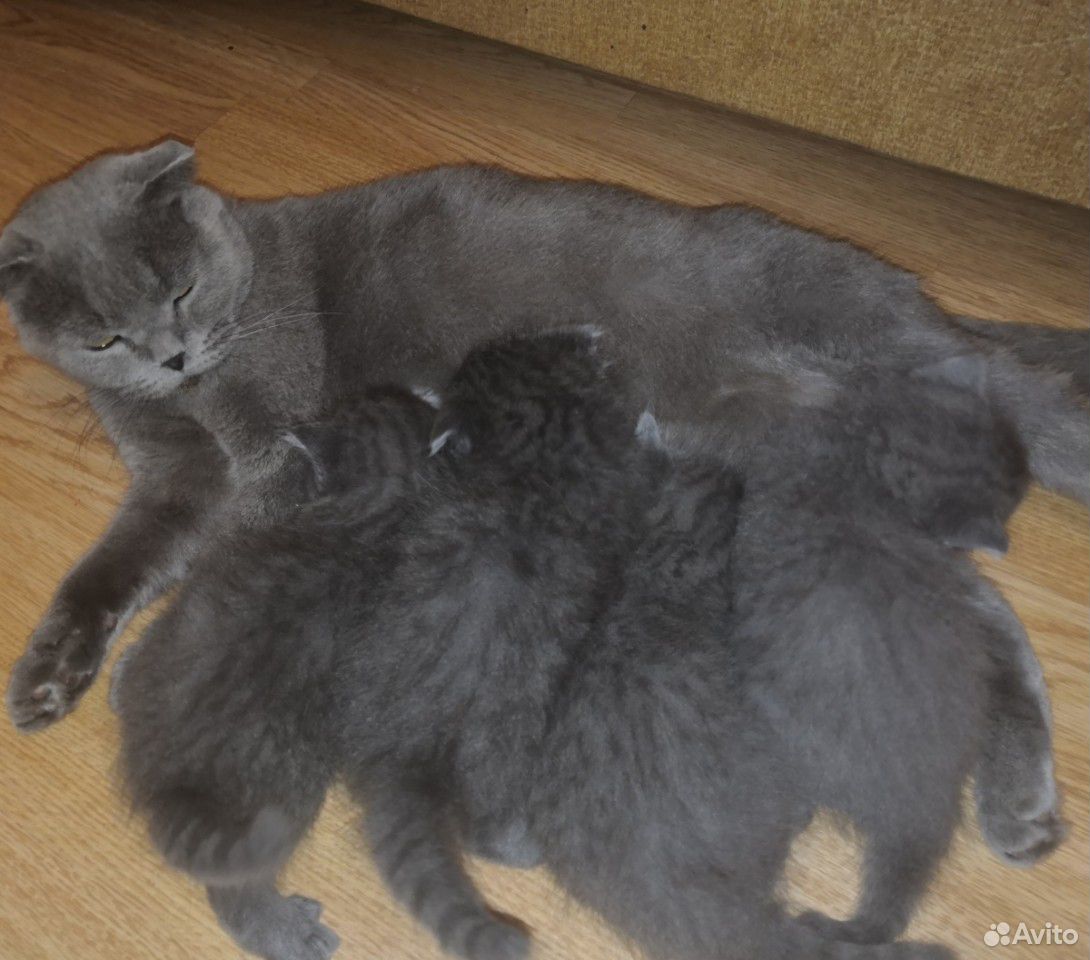 Породистые котята купить на Зозу.ру - фотография № 5