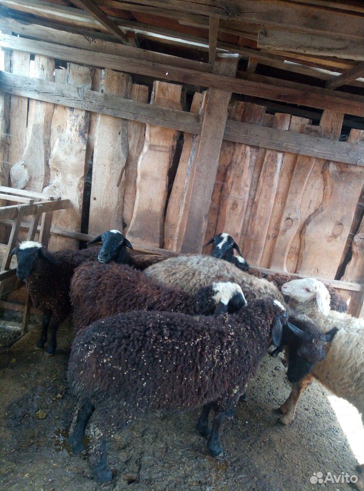 Тёлка и овцы купить на Зозу.ру - фотография № 4