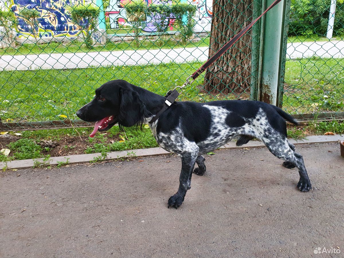 Найдена собака спаниэль купить на Зозу.ру - фотография № 2