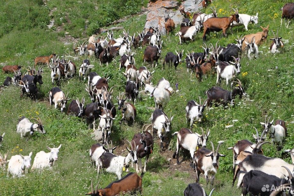 Альпийские дойные козы купить на Зозу.ру - фотография № 1