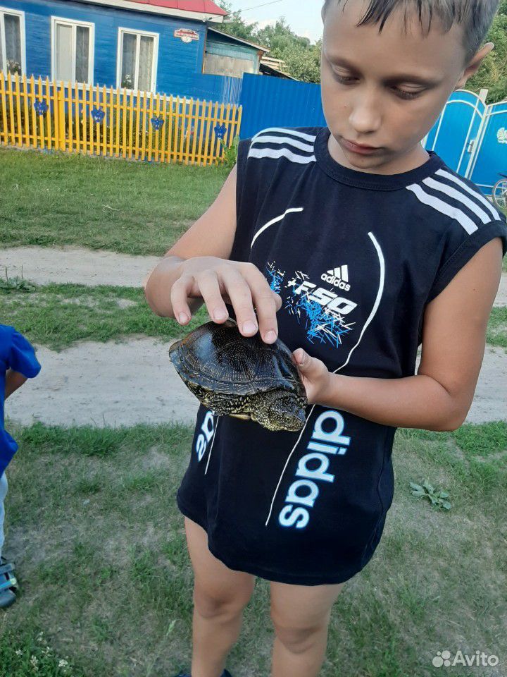 Черепаха купить на Зозу.ру - фотография № 3