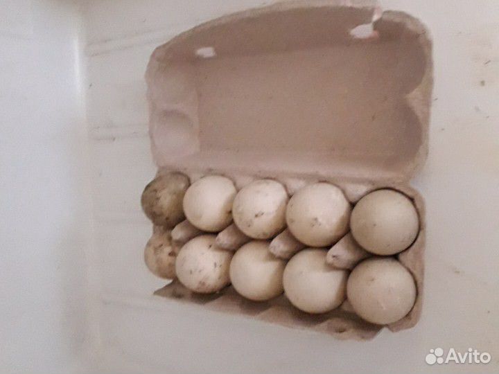 Яйца мускусной утки.Утята мускусной утки от5суток купить на Зозу.ру - фотография № 2