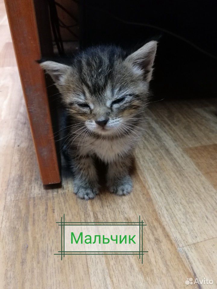 Котики в добрые руки купить на Зозу.ру - фотография № 1