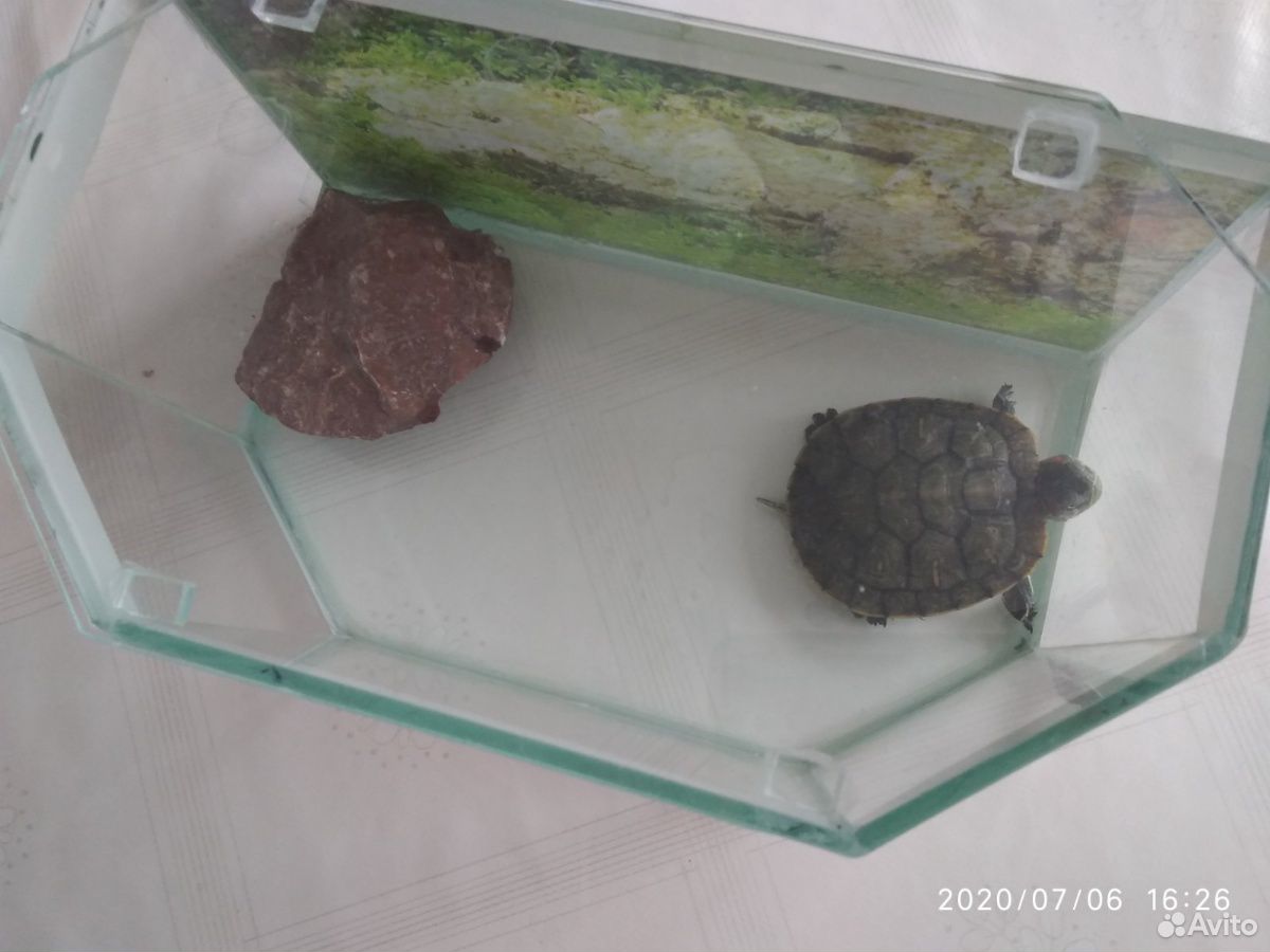 Черепаха красноухая+ аквариум купить на Зозу.ру - фотография № 5
