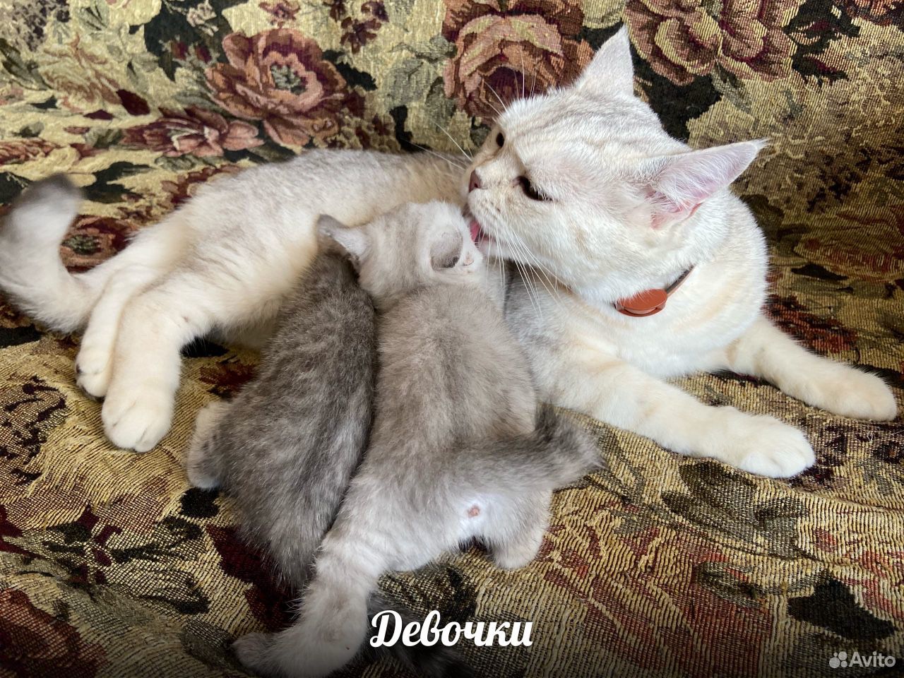 Британские котята (чистокровные) купить на Зозу.ру - фотография № 8