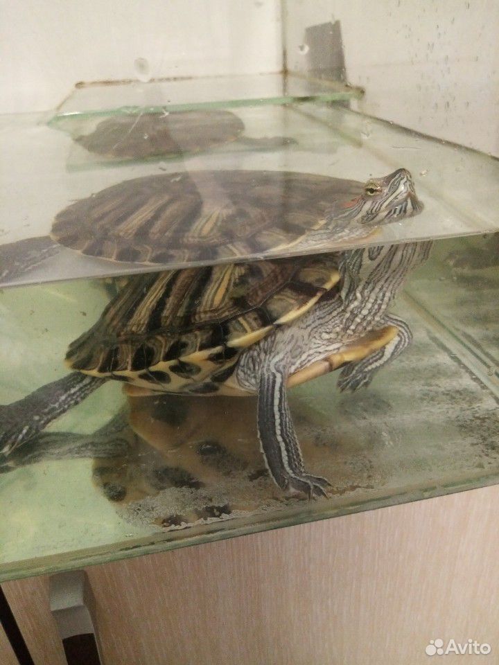 Черепаха купить на Зозу.ру - фотография № 1