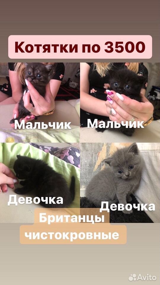 Котята британцы купить на Зозу.ру - фотография № 1