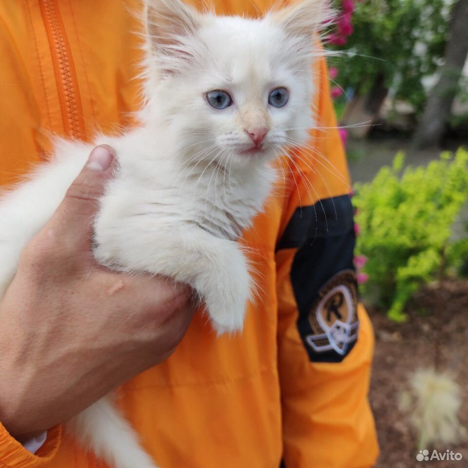 Котенок белый с голубыми глазами купить на Зозу.ру - фотография № 2
