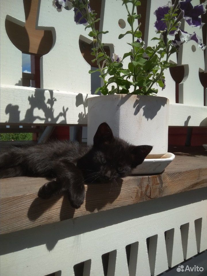 Монастырский котик, возможна доставка купить на Зозу.ру - фотография № 1