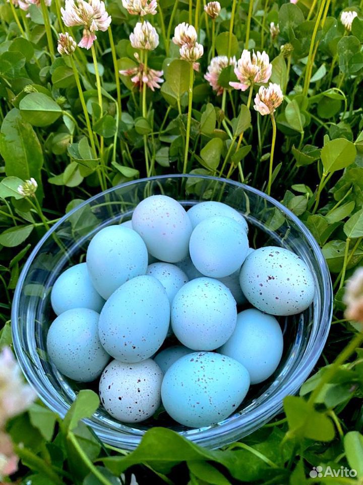 Инкубационное яйцо перепела селадон купить на Зозу.ру - фотография № 1