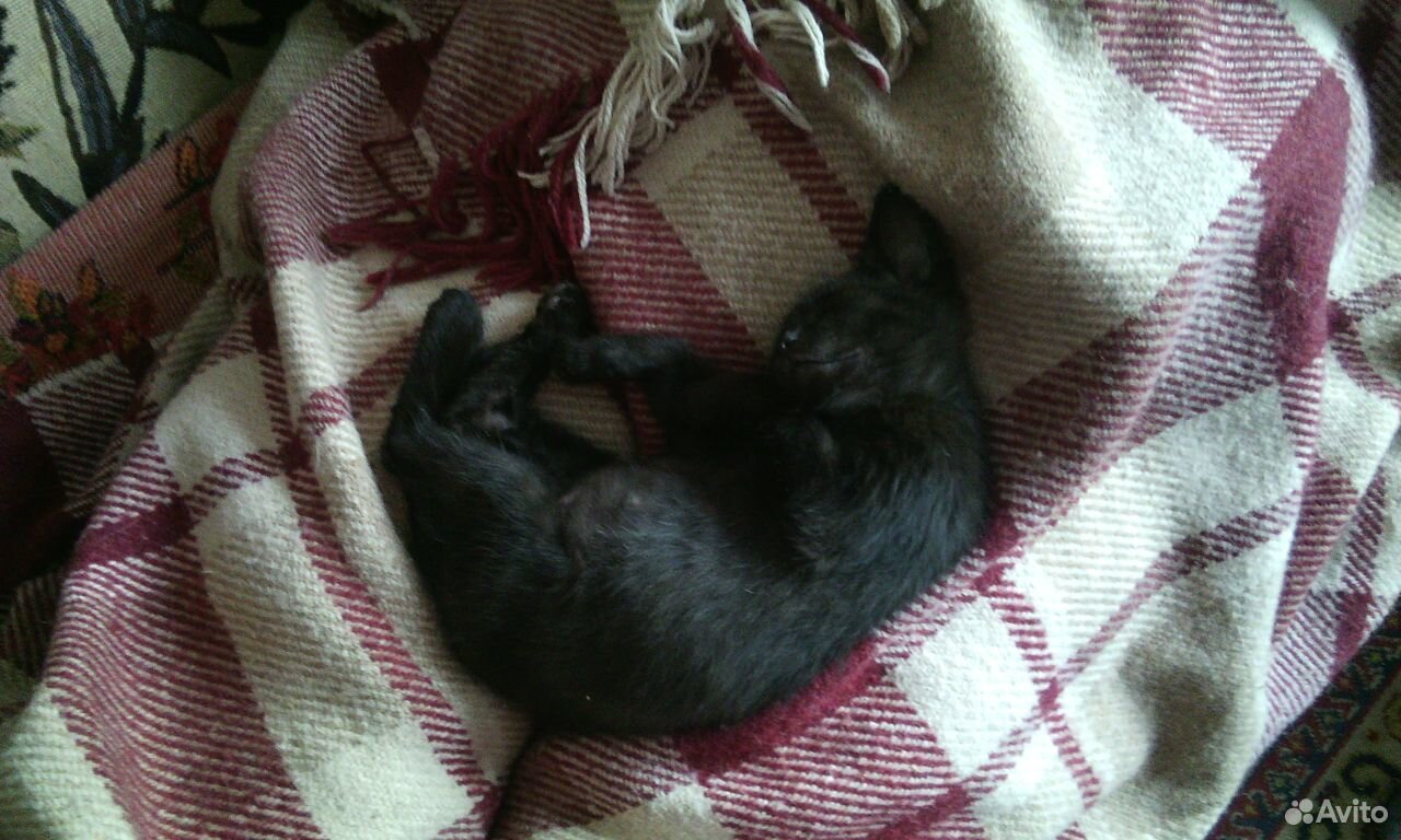 Чёрный котёнок в добрые руки купить на Зозу.ру - фотография № 2