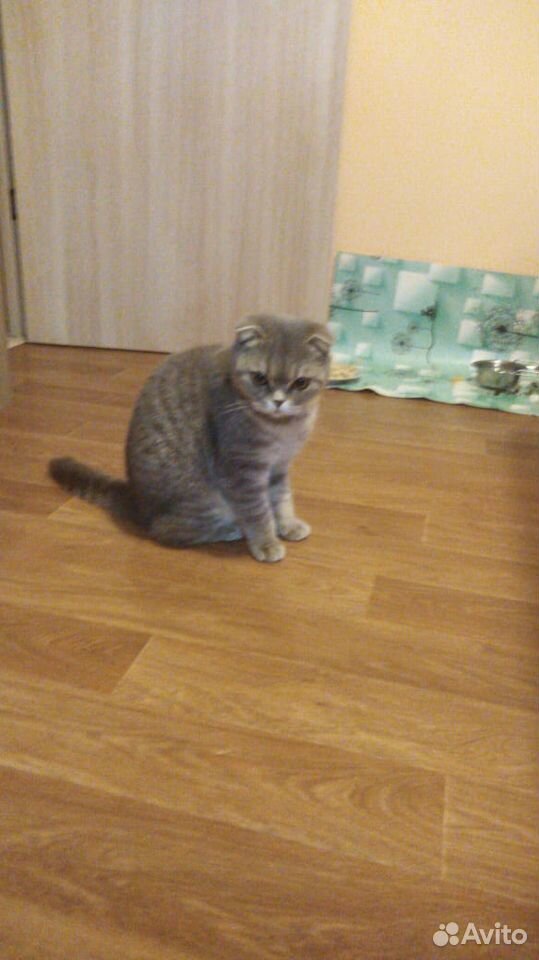 Кошка Ева купить на Зозу.ру - фотография № 4
