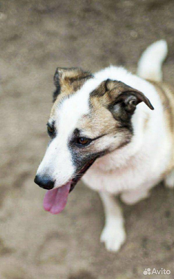 Собака Джесси 2,5 года. Здорова, стерелизованна. о купить на Зозу.ру - фотография № 2
