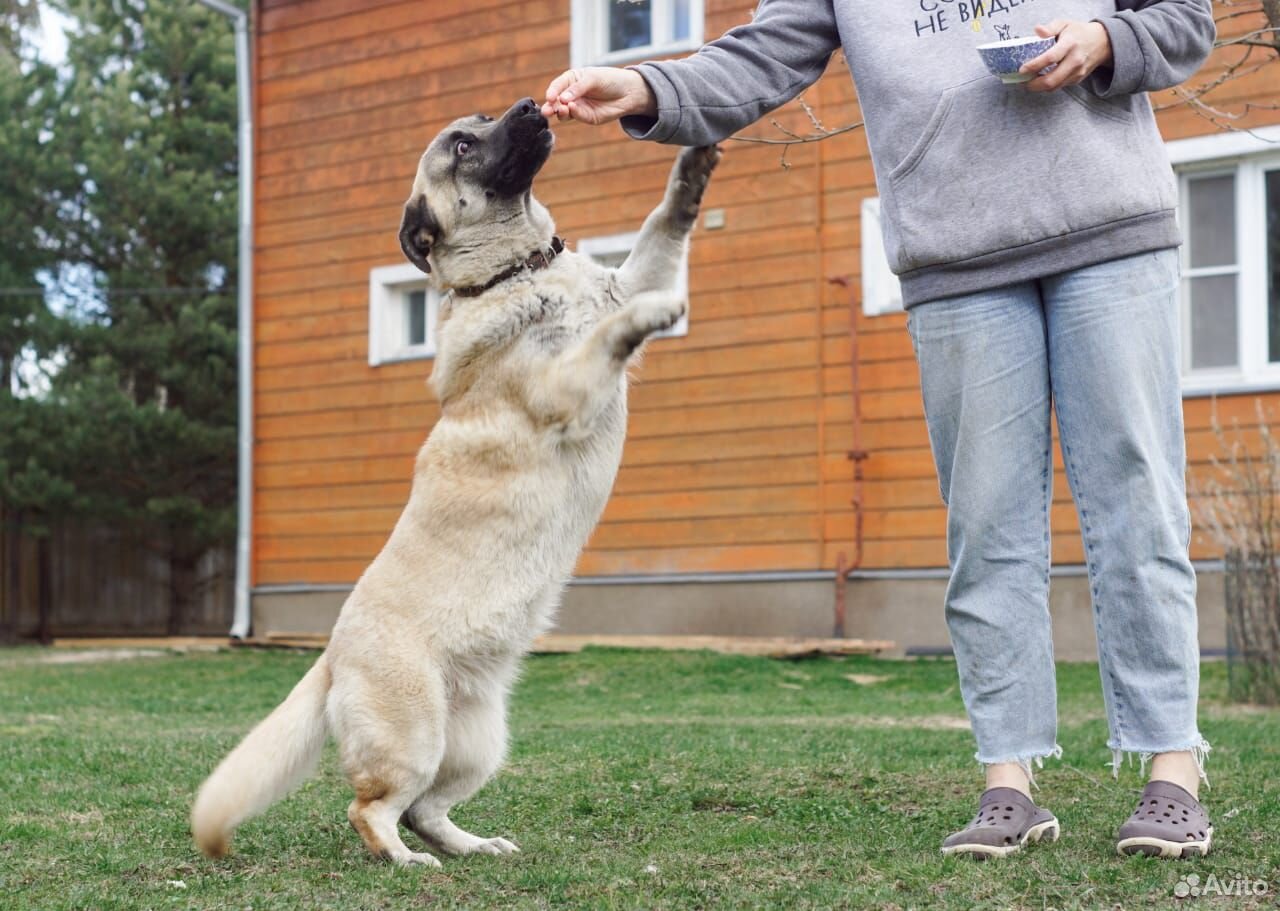 Бусина собака в добрые руки купить на Зозу.ру - фотография № 8