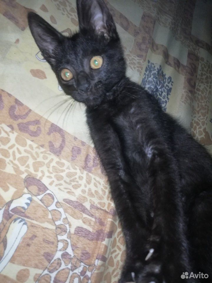 Милый чёрный котик купить на Зозу.ру - фотография № 3